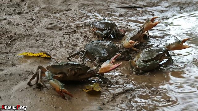 20260226 原始技术 - Kmeng Prey - 哇美味烹饪螃蟹吃得美味