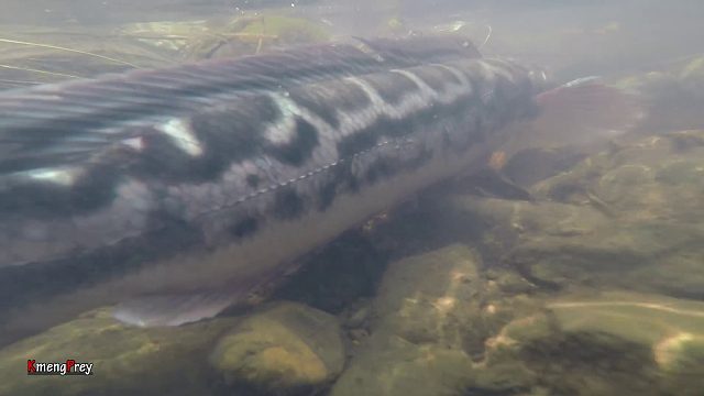 20260226 原始技术 - Kmeng Prey - 寻找食物遇见鱼类和烹饪美食