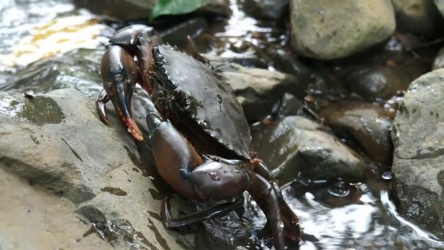 20260226 原始技术 - Kmeng Prey - 烹饪螃蟹