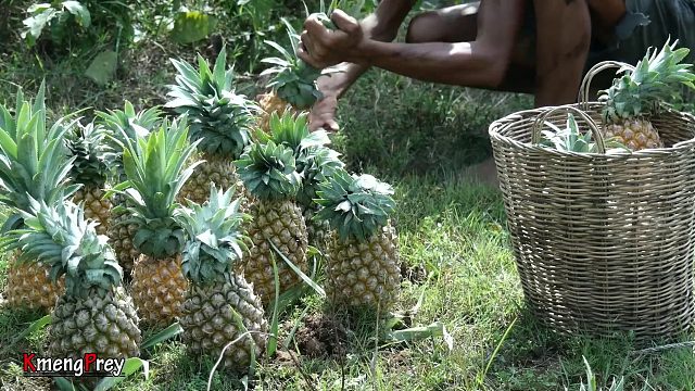 20260226 原始技术 - Kmeng Prey - 猪肾吃水果