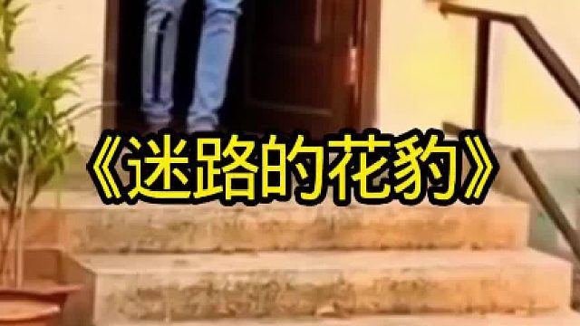 迷路的豹子村民