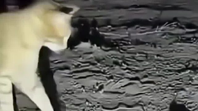 橘猫被剧毒角蝰蛇拦住去路，双方大战一触即发