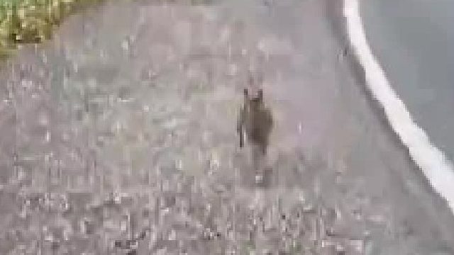 小鹿竟然扑通一声跪倒在地感恩