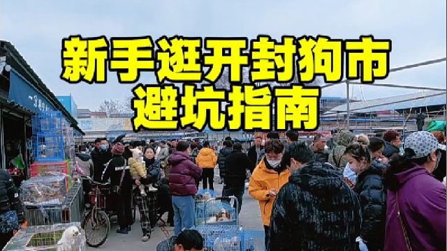 新手逛开封狗市，要听劝做好攻略莫贪，继续帮粉丝达成养宠心愿！