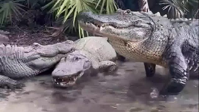 国外土豪利用猎物想要彻底驯服冷血鳄鱼