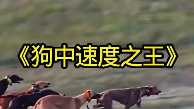 灵缇犬是狗中的速度之王