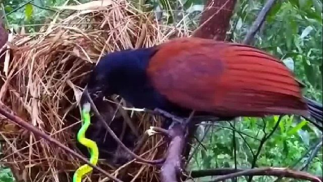 毒辣条的超级克星红毛鸡