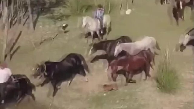 男人胖彪将赢来的帅马通过河道带回老家