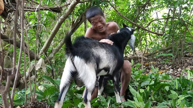 20260226 原始技术 - Kmeng Prey - 偷山羊做饭吃