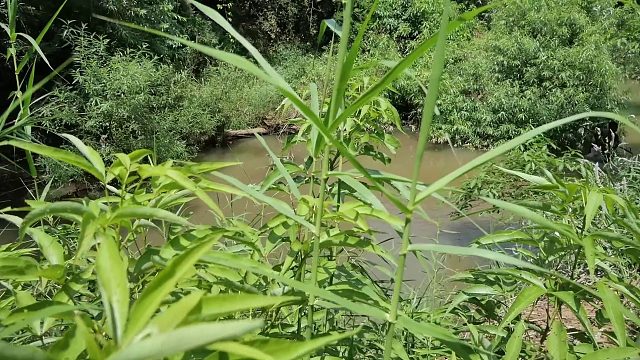 20260226 原始技术 - 丛林中的新食物食谱 - 吃鱿鱼