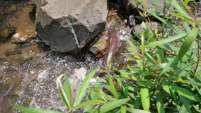 20260226 原始技术 - 在 Waterfull 烹饪和饮食展上发现一条巨鱼