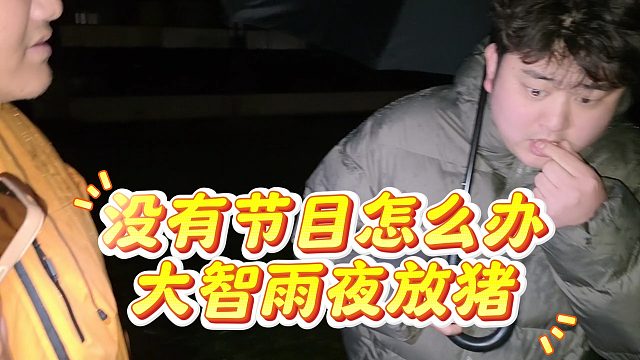 没有节目怎么办，大智雨夜放猪，节目效果全由猪来承担