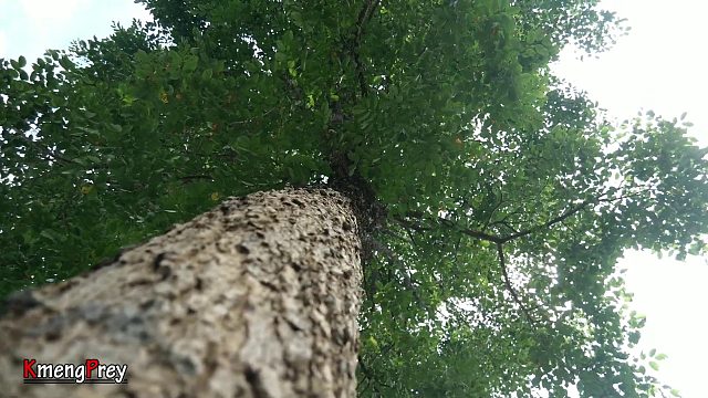 20260226 原始技术-在岩石上煮鱿鱼并在丛林中进食-饮食表演