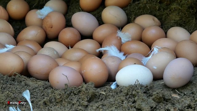 20260226 原始技术——今天在树上遇到大鸡，煮很多鸡蛋吃起来很美味