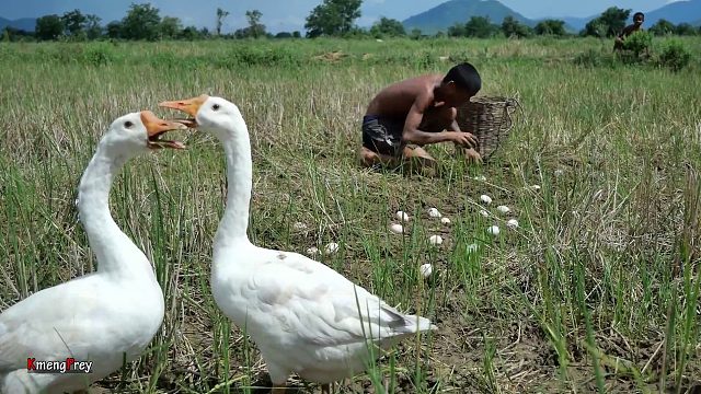 20260226 原始技术——今天用椰子水煮蛋鹅在丛林里吃