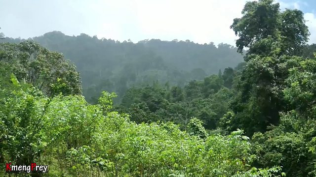 20260226 原始技术——吃到浓郁美味的芒果果实
