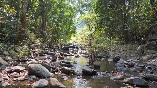 20260226 原始科技 - 野生丛林烹饪猪头冒险 Eatind