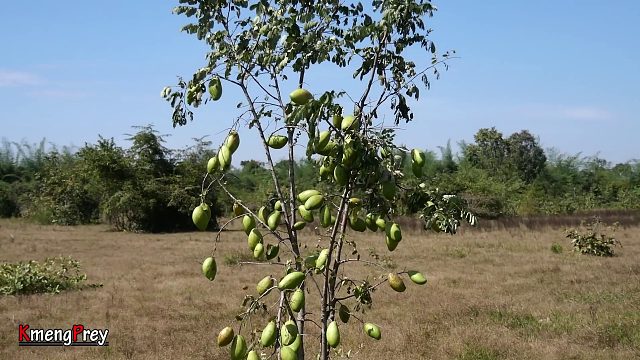 20260226 烹饪章鱼并搭配浓郁的芒果水果 - Kmeng Prey