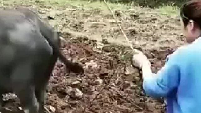 女子想帮爸爸犁地，结果牛认出不是主人，直接罢工不干。