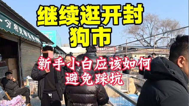 新手小白逛开封狗市，怎么才能避免踩坑入手到问题狗？多看听劝！
