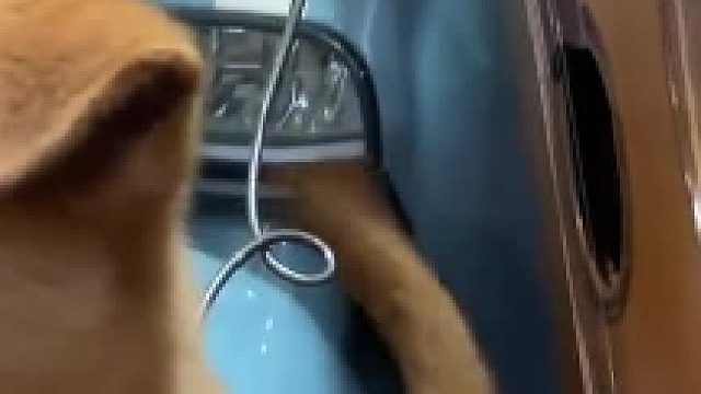 全网最会扫弦的中华田园犬