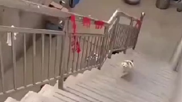 猫：损失几次小命而已，没事，哥玩得起，拍视频那位，不服也来试试？？