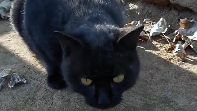 黑猫警长的实力究竟有多强