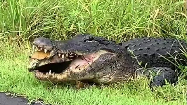 鳄鱼想抓乌龟补一补