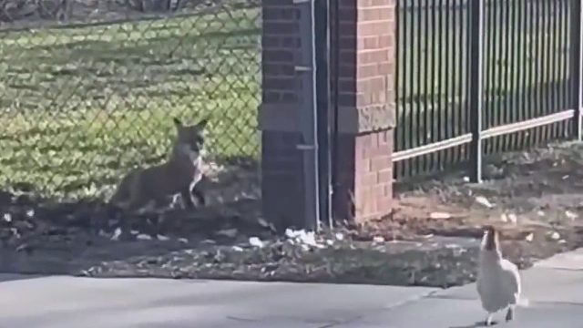 狡猾的狐狸下山偷鸡摸狗，就连速度敏捷的松鼠也不放过