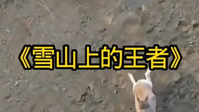 雪山上的王者雪豹实在太厉害了