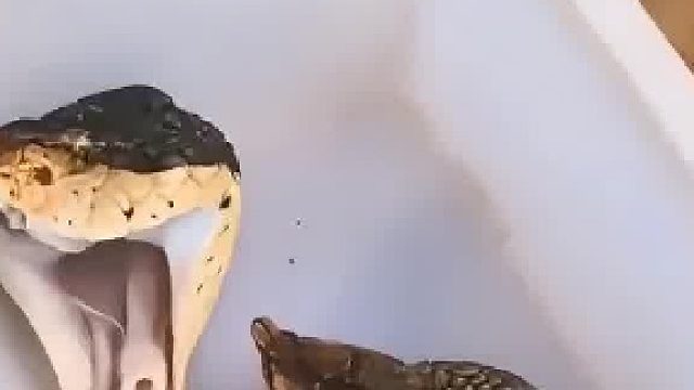 难怪小时候听说打蛇要把头砸扁