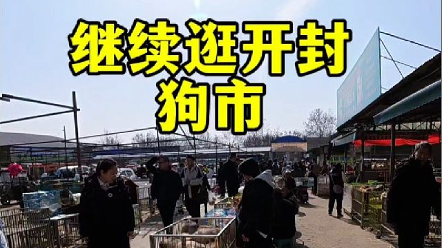 逛开封狗市，继续帮粉丝完成养宠心愿，没经验的新手逛狗市多留心
