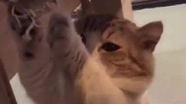 这是它猫生最大的耻辱！