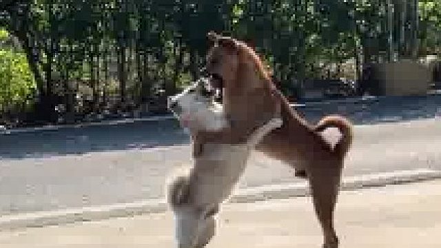 天天看狗打架，我最喜欢看了