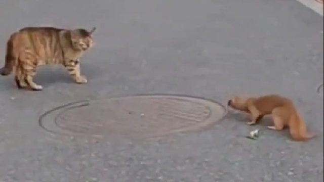 偷吃老母鸡的黄鼠狼被狸花猫逮住