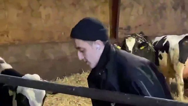 工作人员竟然将管子伸进分娩后的奶牛妈妈体内