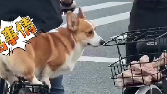 柴犬：让你坏我好事[生气]