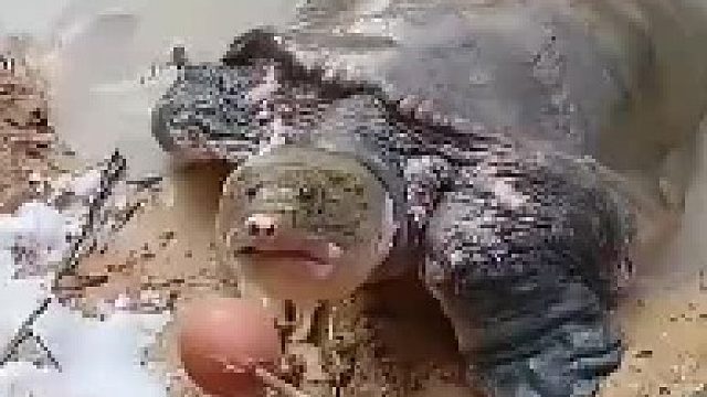 男子经常在河边喂甲鱼，从体型上看这家伙岁数可不小