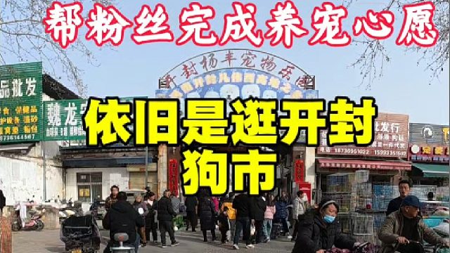 继续逛开封狗市，帮粉丝完成养宠心愿，没经验的新手小白慎重下手