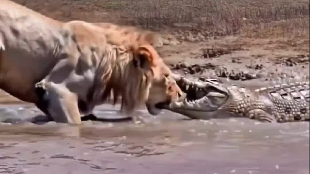 雄狮被鳄鱼摁住脑袋瓜子爆锤
