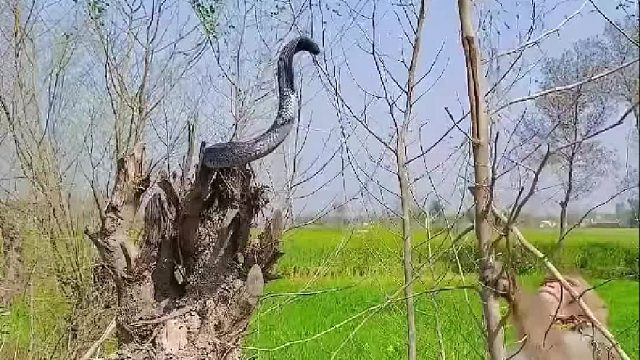 泛滥成灾的猴子简直无孔不入，通过屋顶爬到村民家偷食