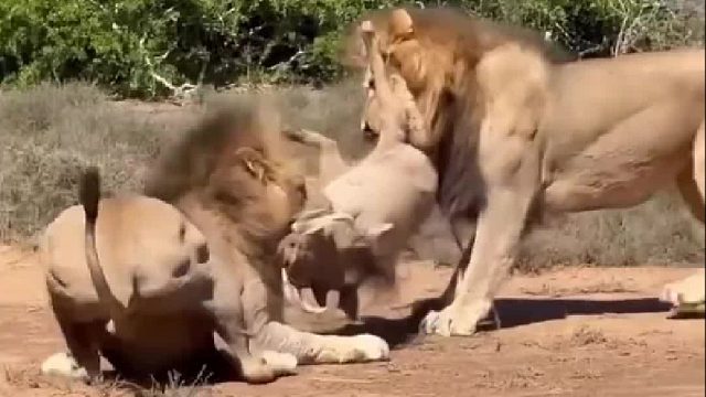 草原第一装杯佬疣猪蓬蓬彻底翻车了