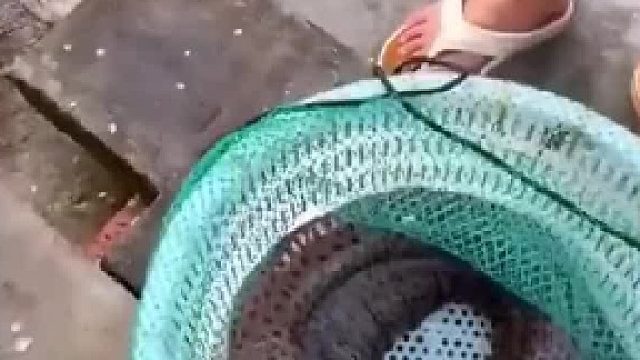 海鳗生性凶猛咬合力惊人 男子拿来一包盐倒其身上