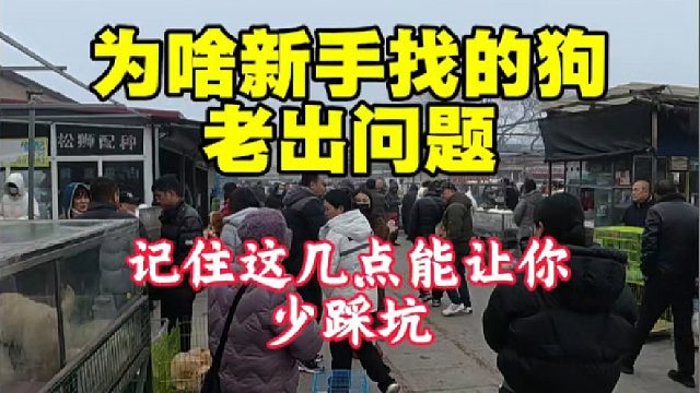 为啥新手找的狗老出问题，记住这几点能让你少踩坑！最重要的别贪