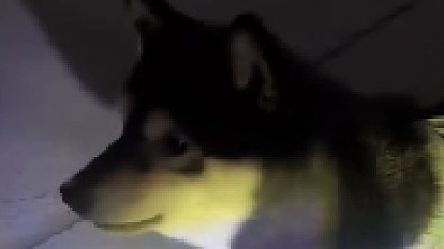 胆小狗装凶失败