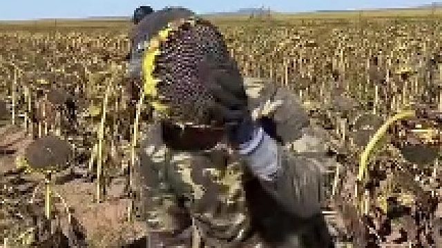 向日葵犯罪团伙集体行刑视频流出