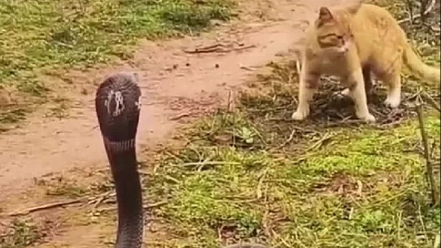 狸花猫的反击速度究竟有多快