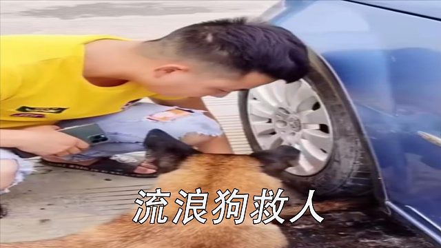 流浪狗救人