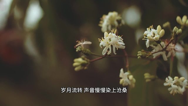 语调里藏着半生风霜梨花声音研修院退费