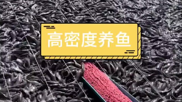 鱼里面掺了点水